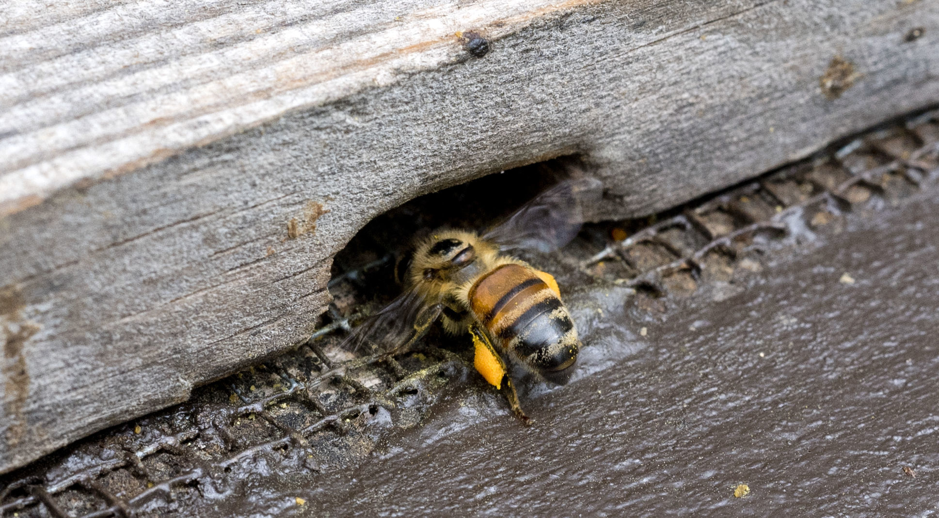 Wild Hill Honey new bees